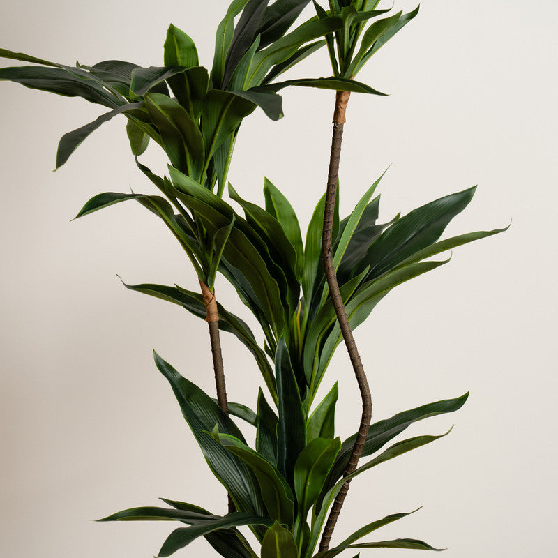 120Cm Real Touch Green Dracaena Tree